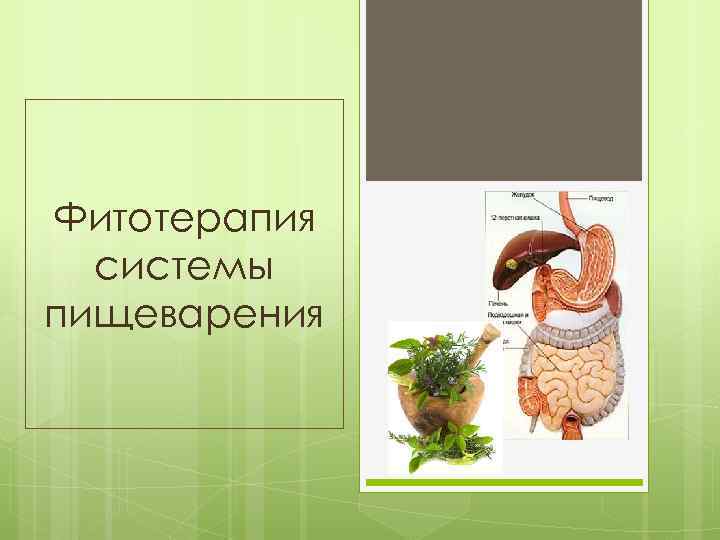 Фитотерапия системы пищеварения 
