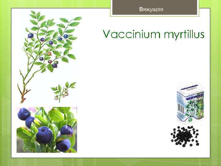 Вяжущее Vaccinium myrtillus 
