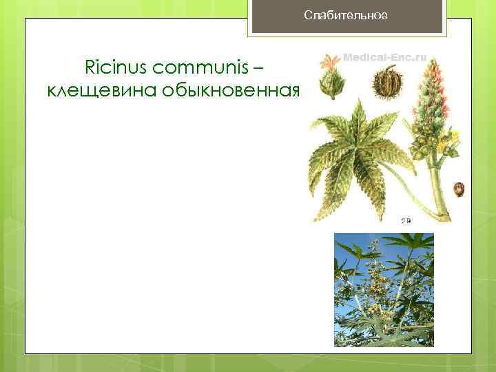 Слабительное Ricinus communis – клещевина обыкновенная 