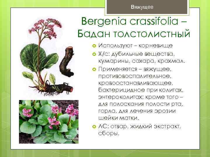 Вяжущее Bergenia crassifolia – Бадан толстолистный Используют – корневище Х/с: дубильные вещества, кумарины, сахара,