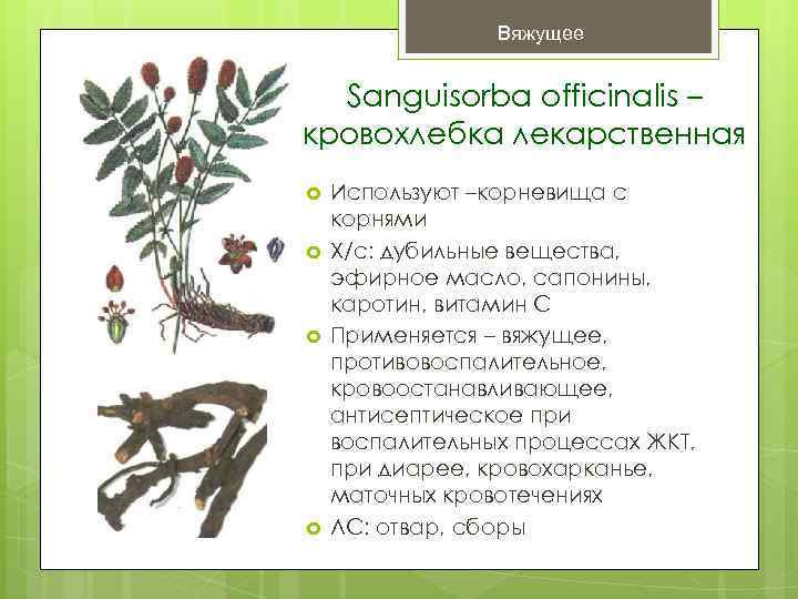 Вяжущее Sanguisorba officinalis – кровохлебка лекарственная Используют –корневища с корнями Х/с: дубильные вещества, эфирное