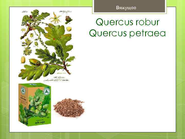 Вяжущее Quercus robur Quercus petraea 