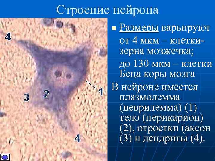 Строение нейрона Размеры варьируют от 4 мкм – клеткизерна мозжечка; до 130 мкм –