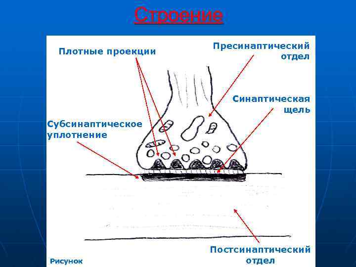 Строение Плотные проекции Пресинаптический отдел Синаптическая щель Субсинаптическое уплотнение Рисунок Постсинаптический отдел 