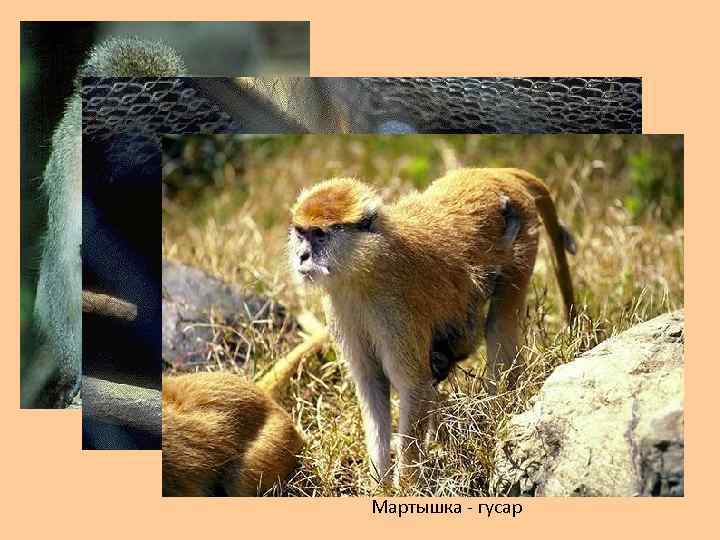 Мартышка зелёная Мартышка Диана Мартышка - гусар 