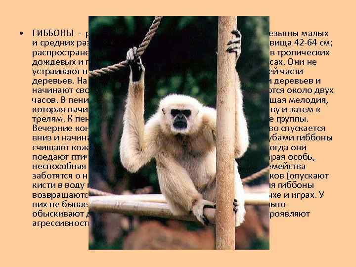  • ГИББОНЫ - род обезьян семейства гиббоновых. Это обезьяны малых и средних размеров,