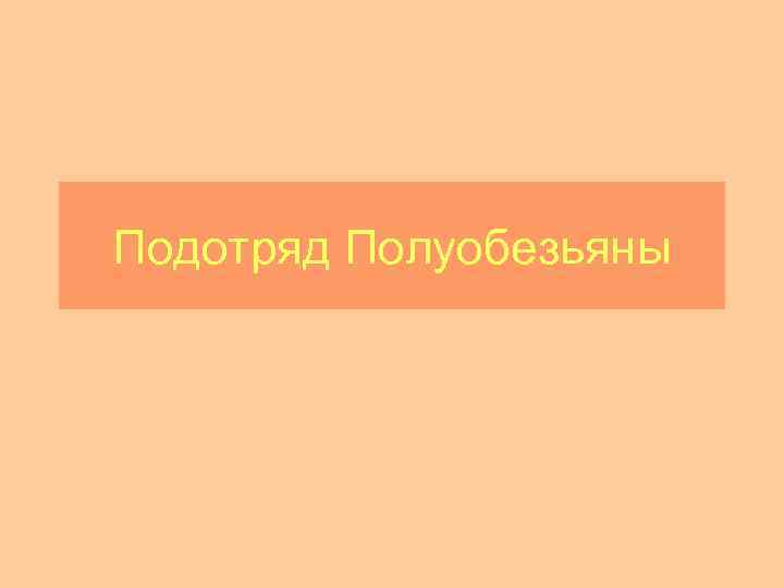 Подотряд Полуобезьяны 