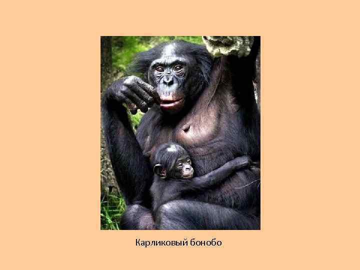 Карликовый бонобо 
