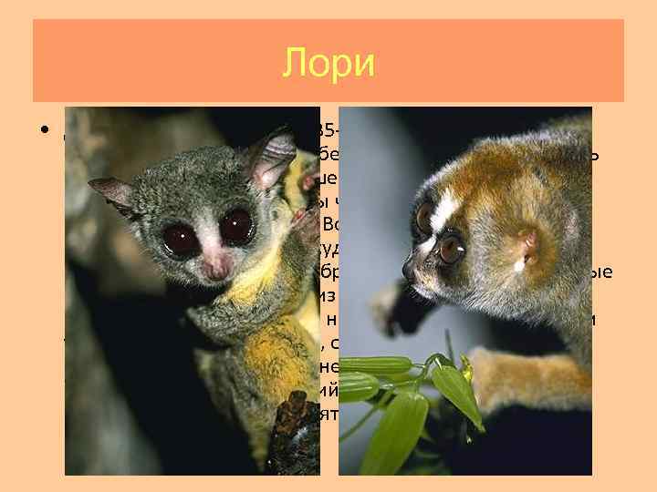 Лори • Длина тела от 22 -26 см до 35 -40 см. Хвост может