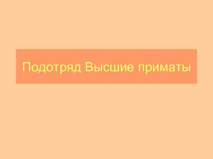 Подотряд Высшие приматы 