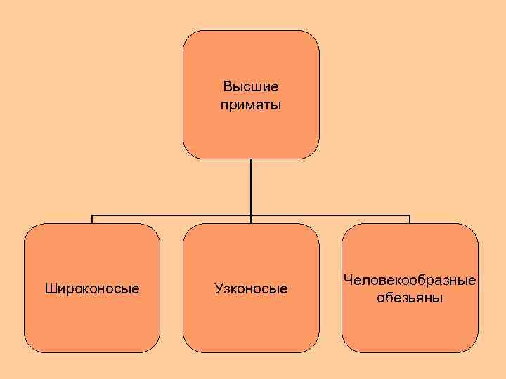 Высшие приматы Широконосые Узконосые Человекообразные обезьяны 
