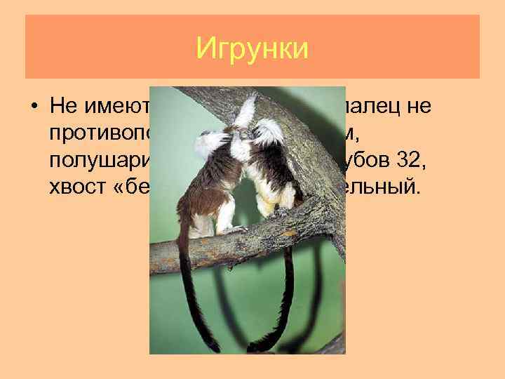Игрунки • Не имеют ногтей, большой палец не противопоставляется другим, полушария мозга гладкие, зубов