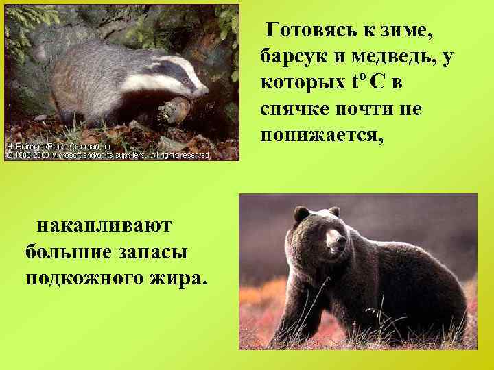Готовясь к зиме, барсук и медведь, у которых tо С в спячке почти не