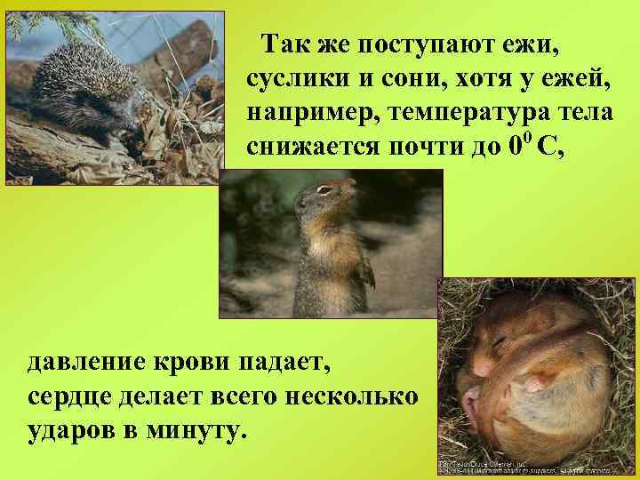 Так же поступают ежи, суслики и сони, хотя у ежей, например, температура тела снижается