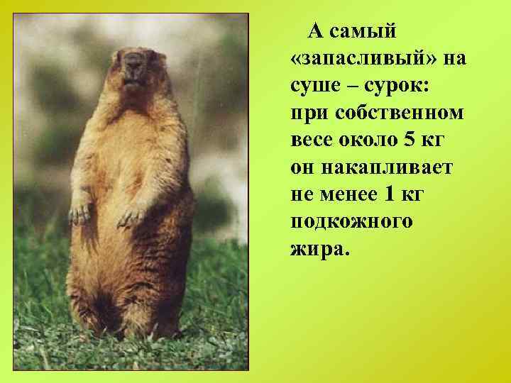 А самый «запасливый» на суше – сурок: при собственном весе около 5 кг он