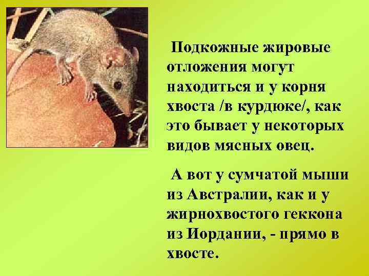 Подкожные жировые отложения могут находиться и у корня хвоста /в курдюке/, как это бывает