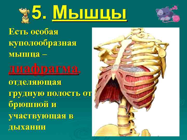 5. Мышцы Есть особая куполообразная мышца – диафрагма, отделяющая грудную полость от брюшной и