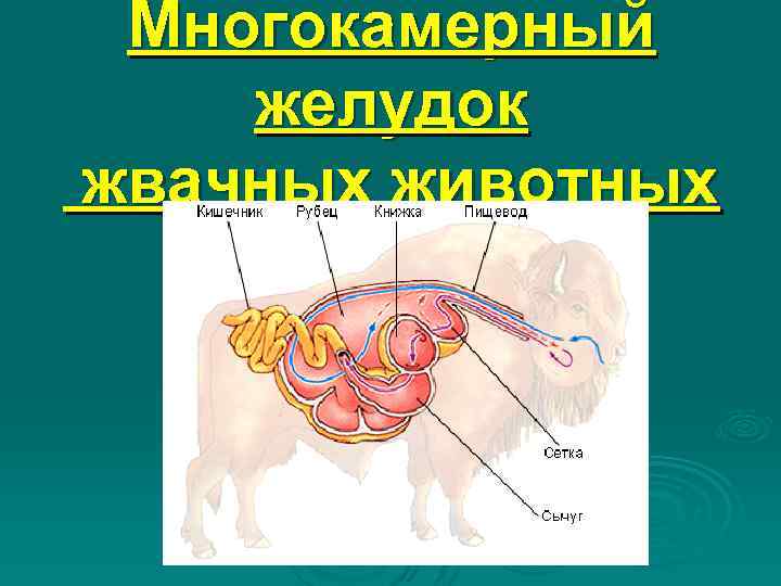 Многокамерный желудок жвачных животных 