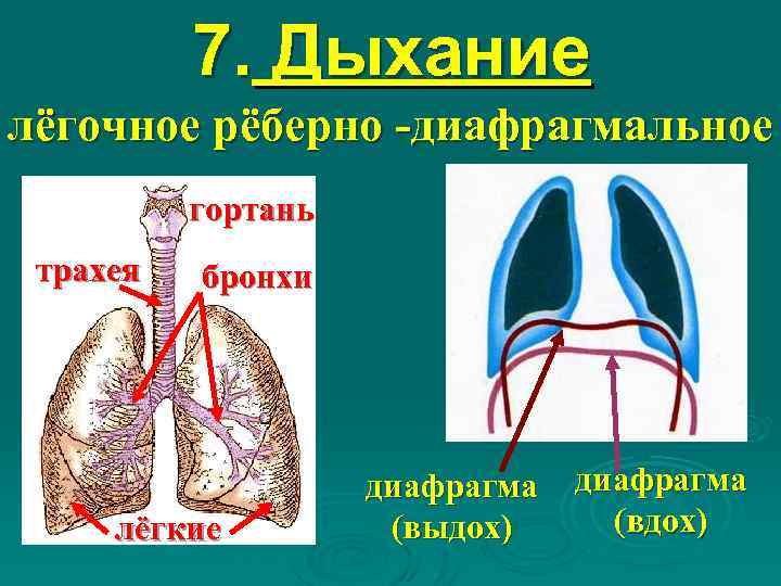 7. Дыхание лёгочное рёберно -диафрагмальное гортань трахея бронхи лёгкие диафрагма (выдох) диафрагма (вдох) 