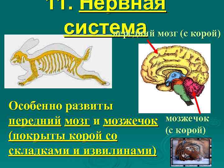 11. Нервная система мозг (с корой) передний Особенно развиты передний мозг и мозжечок (покрыты
