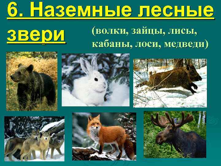 6. Наземные лесные (волки, зайцы, лисы, звери кабаны, лоси, медведи) 