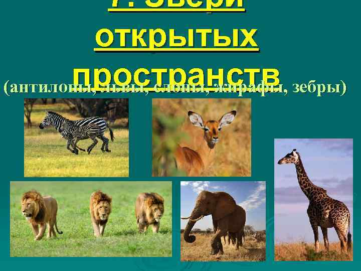 7. Звери открытых пространств (антилопы, львы, слоны, жирафы, зебры) 