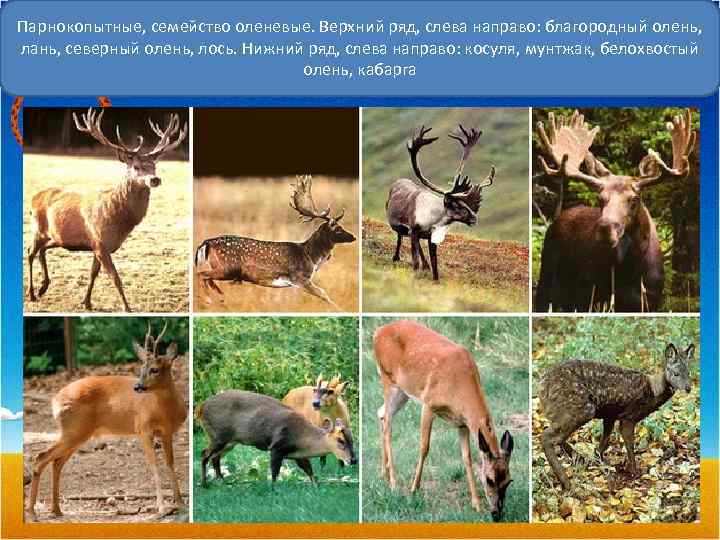 Парнокопытные, семейство оленевые. Верхний ряд, слева направо: благородный олень, лань, северный олень, лось. Нижний