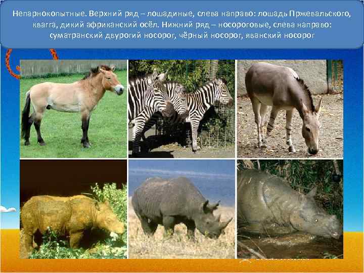 Непарнокопытные. Верхний ряд – лошадиные, слева направо: лошадь Пржевальского, квагга, дикий африканский осёл. Нижний