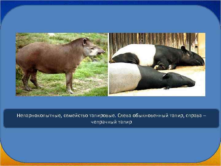 Непарнокопытные, семейство тапировые. Слева обыкновенный тапир, справа – чепрачный тапир 