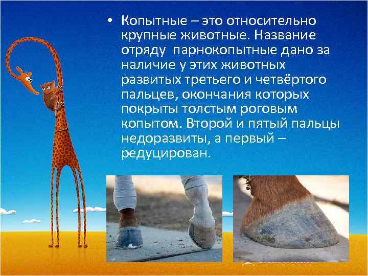  • Копытные – это относительно крупные животные. Название отряду парнокопытные дано за наличие