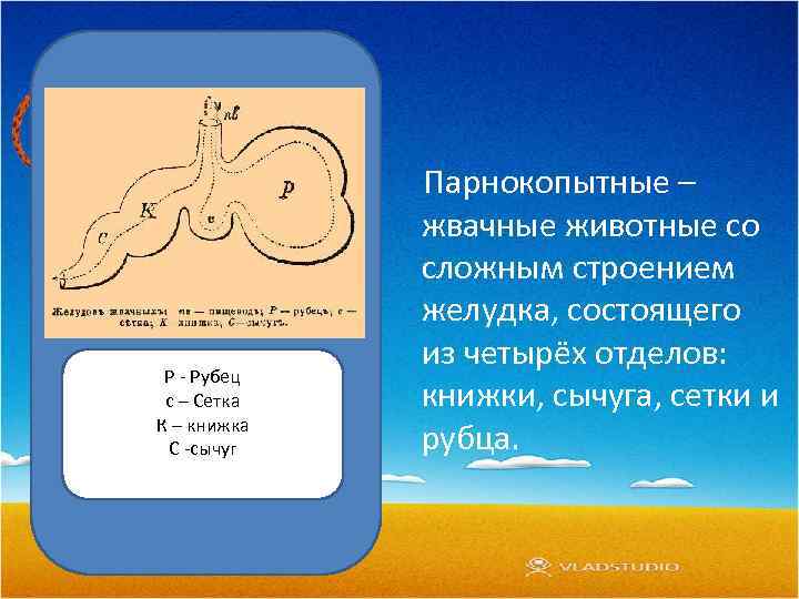 Р - Рубец с – Сетка К – книжка С -сычуг Парнокопытные – жвачные