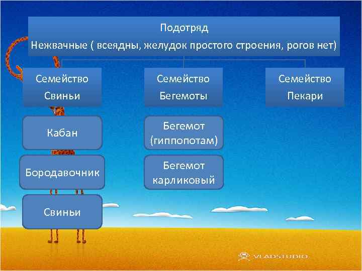 Подотряд Нежвачные ( всеядны, желудок простого строения, рогов нет) Семейство Свиньи Бегемоты Пекари Кабан