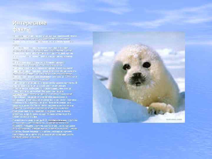Интересные факты Отряд млекопитающих, которые хорошо приспособлены к жизни в воде, но не могут