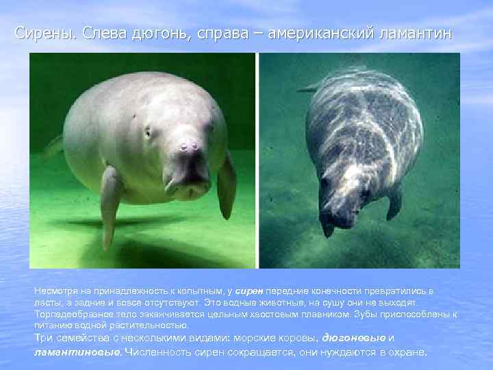 Сирены. Слева дюгонь, справа – американский ламантин Несмотря на принадлежность к копытным, у сирен