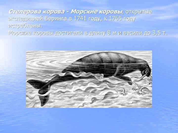 Стелерова корова - Морские коровы, открытые экспедицией Беринга в 1741 году, к 1765 году