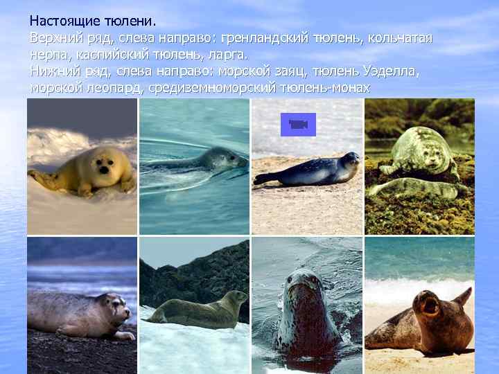 Настоящие тюлени. Верхний ряд, слева направо: гренландский тюлень, кольчатая нерпа, каспийский тюлень, ларга. Нижний