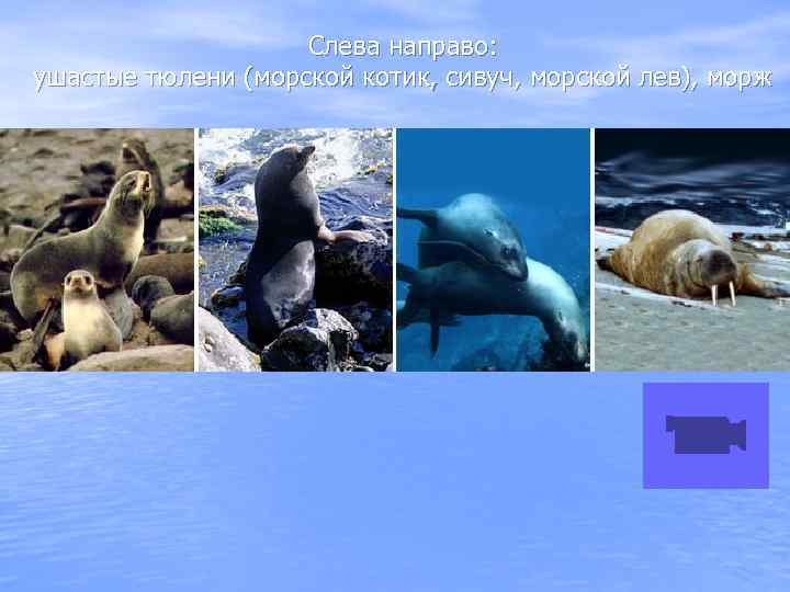 Слева направо: ушастые тюлени (морской котик, сивуч, морской лев), морж 