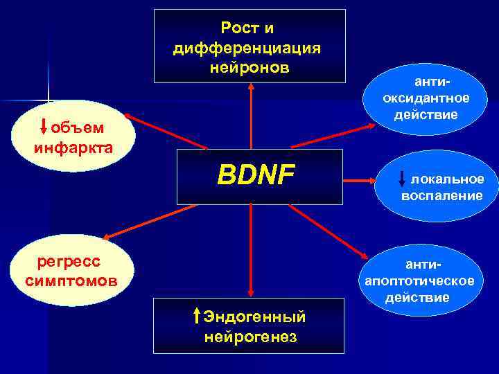 Рост и дифференциация нейронов объем инфаркта BDNF регресс симптомов антиоксидантное действие локальное воспаление антиапоптотическое