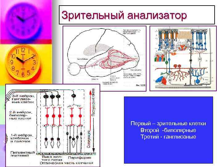 Зрительный анализатор Первый – зрительные клетки Второй биполярные Третий ганглиозные 