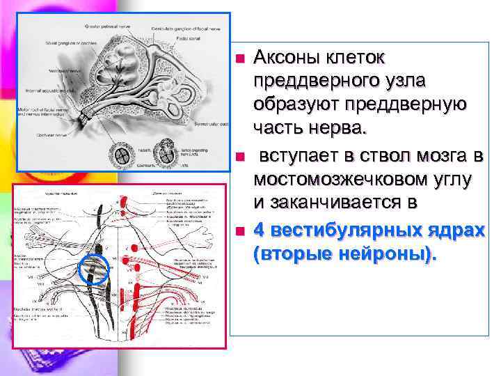 n n n Аксоны клеток преддверного узла образуют преддверную часть нерва. вступает в ствол