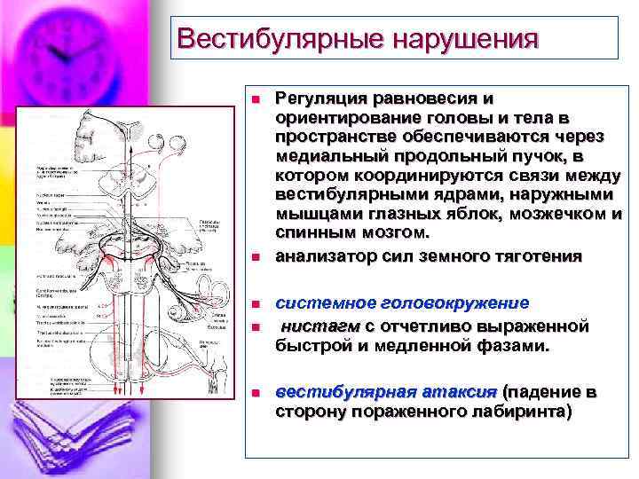 Вестибулярные нарушения n n n Регуляция равновесия и ориентирование головы и тела в пространстве