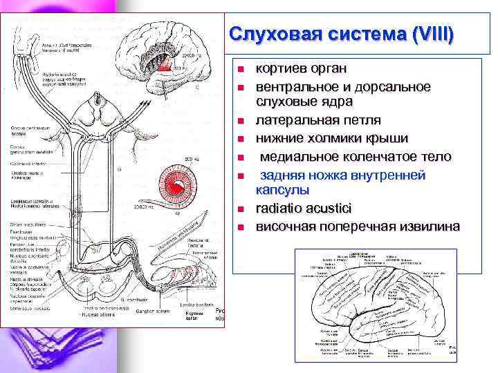 Слуховая система (VIII) n n n n кортиев орган вентральное и дорсальное слуховые ядра