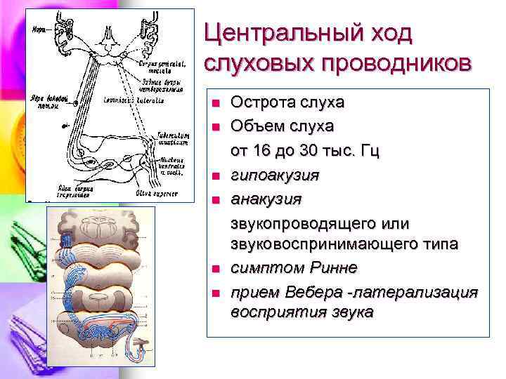Центральный ход слуховых проводников n n n Острота слуха Объем слуха от 16 до