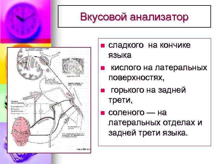 Вкусовой анализатор n n сладкого на кончике языка кислого на латеральных поверхностях, горького на