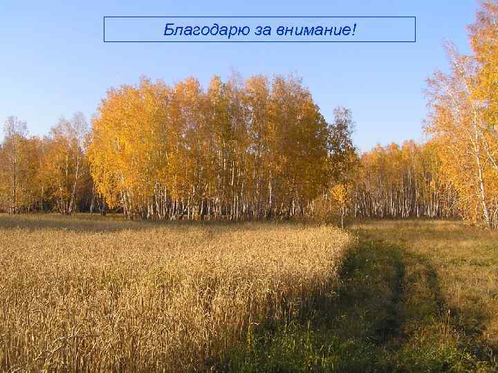 Благодарю за внимание! 