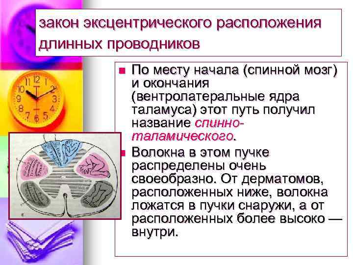 закон эксцентрического расположения длинных проводников n n По месту начала (спинной мозг) и окончания