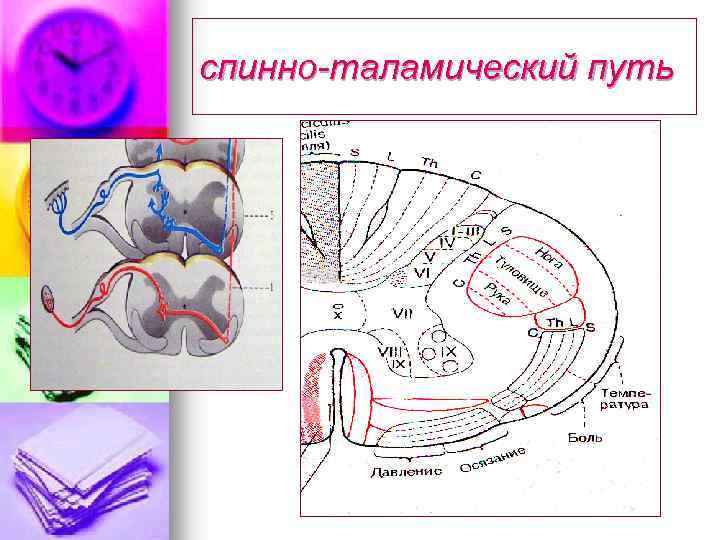 спинно-таламический путь 