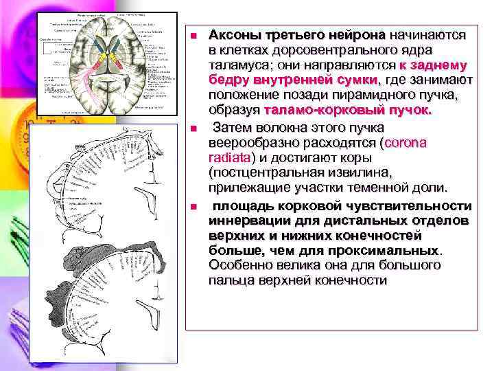 n n n Аксоны третьего нейрона начинаются в клетках дорсовентрального ядра таламуса; они направляются
