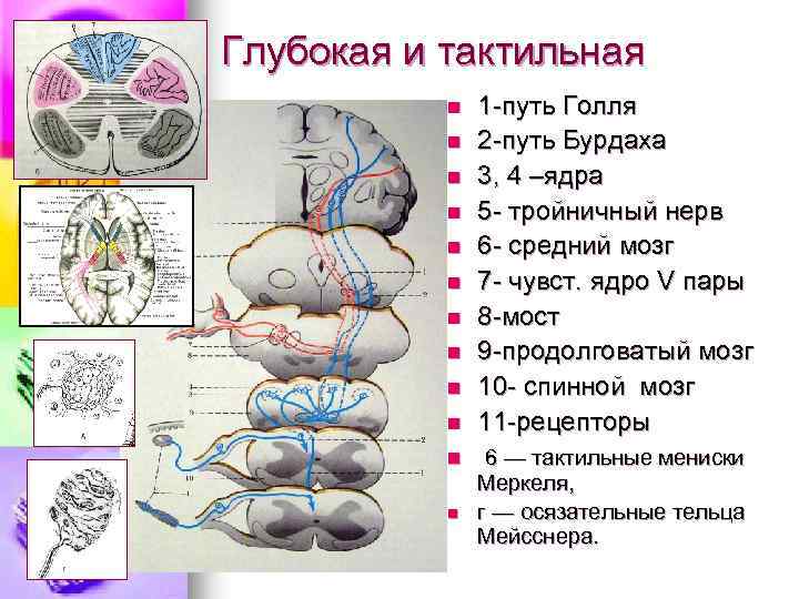 Пучок бурдаха и голля схема