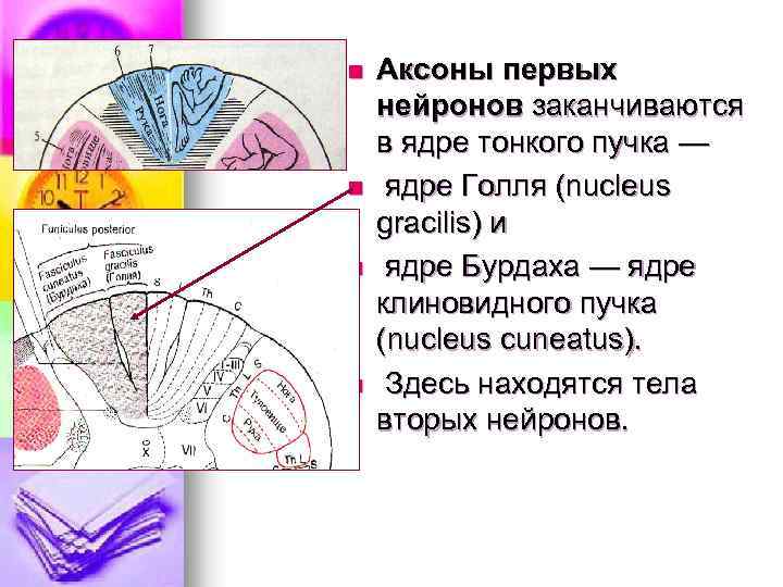 Пучок бурдаха и голля схема